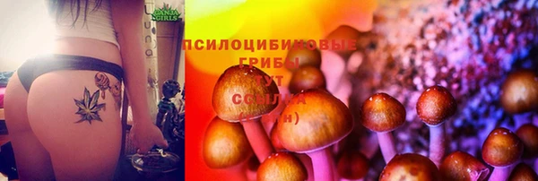 индика Беломорск